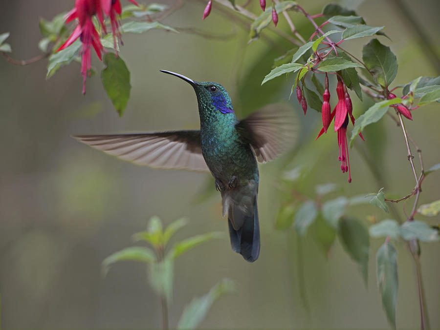 Animal Photograph - Green Violet Ear Hummingbird Foraging by Tim Fitzharris
