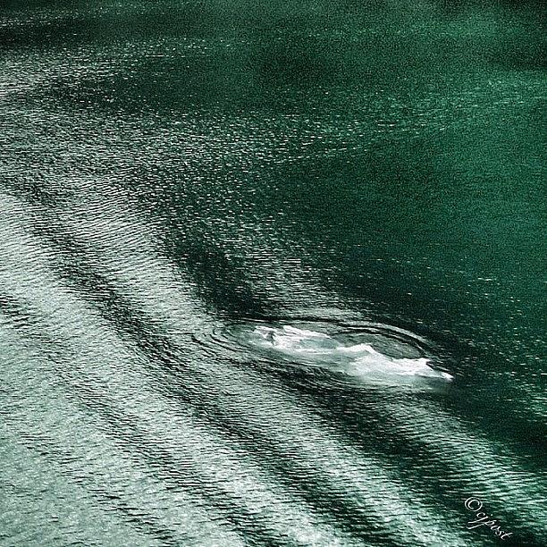 Silversea Photograph - Green Waters Of Tracy Arm Fjord by Cynthia Post