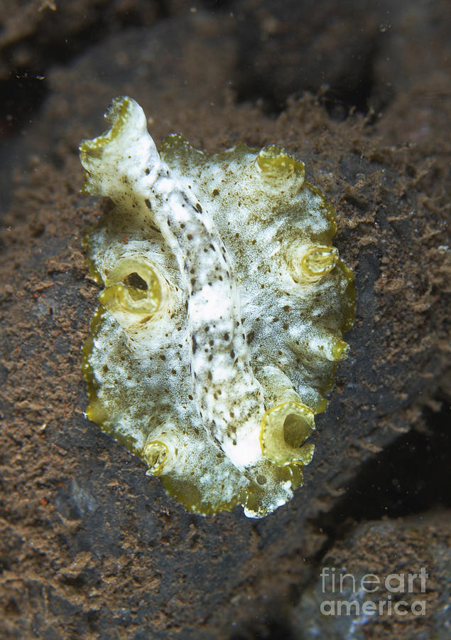Green, White And Brown Flatworm, Bali Photograph