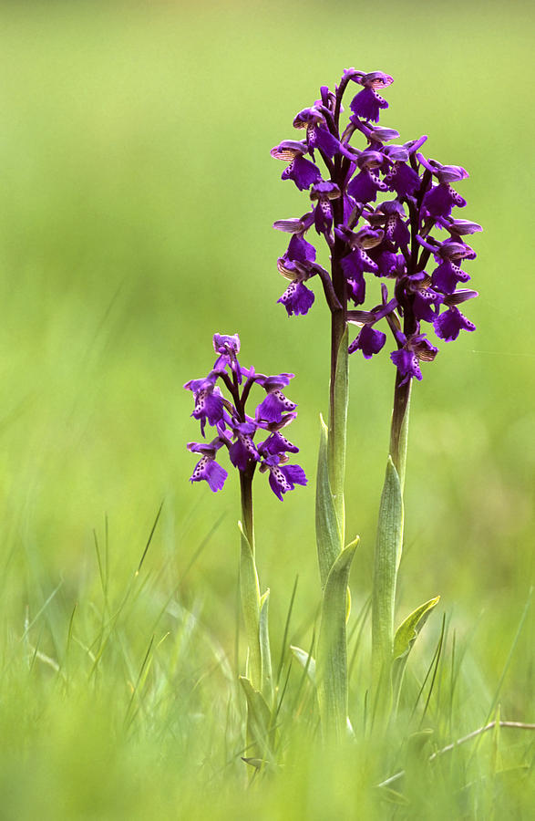 Green-winged Orchid (anacamptis Morio) Photograph by Adrian Bicker
