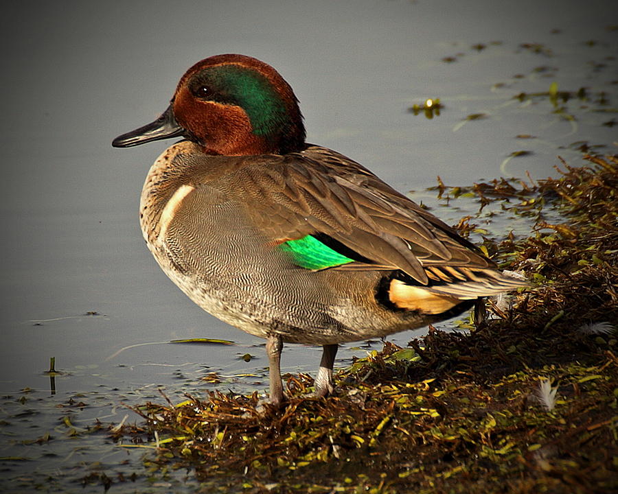 Green Winged Teal Duck Photograph