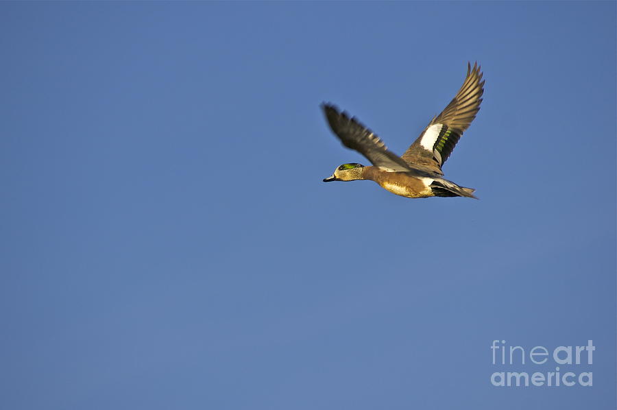 Green-winged Teal in Flight 2 Photograph by Sean Griffin