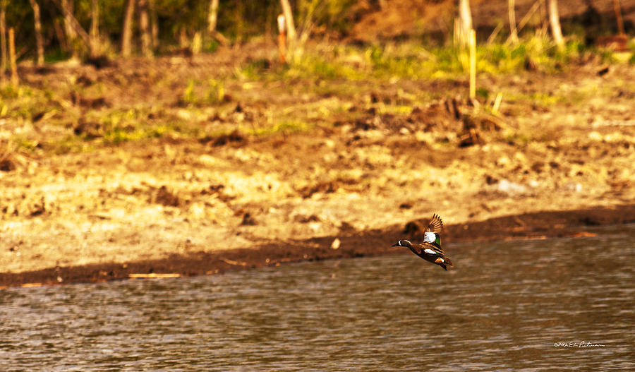 Green-winged Teal In Flight Photograph by Ed Peterson