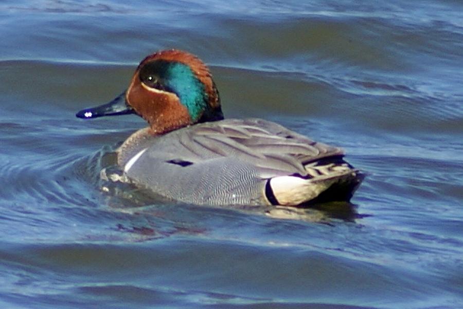 Green Winged Teal Photograph by Joe Faherty