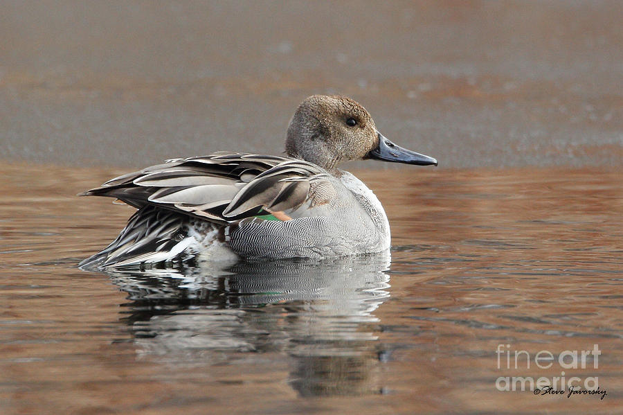Green Winged Teal Photograph by Steve Javorsky
