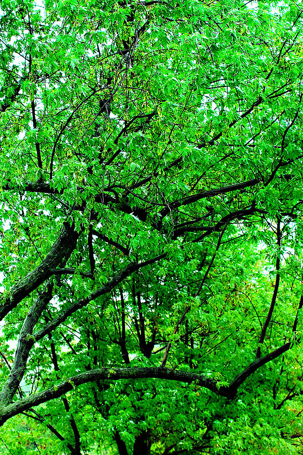 Greenery Scenery Photograph By Simone Hester