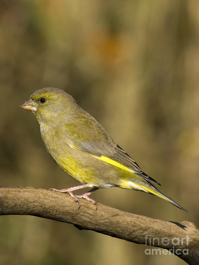 Greenfinch Photograph by Steev Stamford