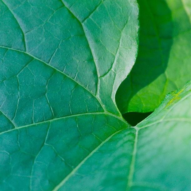 Nature Photograph - Large Green Leaves by Justin Connor
