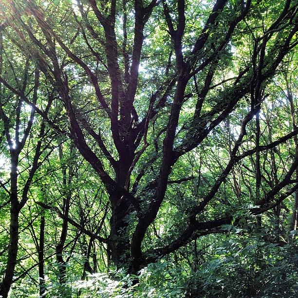 Tree Photograph - #greenfriday #tree #trees by Charlotte Lyons