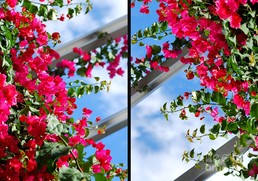 Flower Photograph - Greenhouse View Diptych by Nancy Mueller
