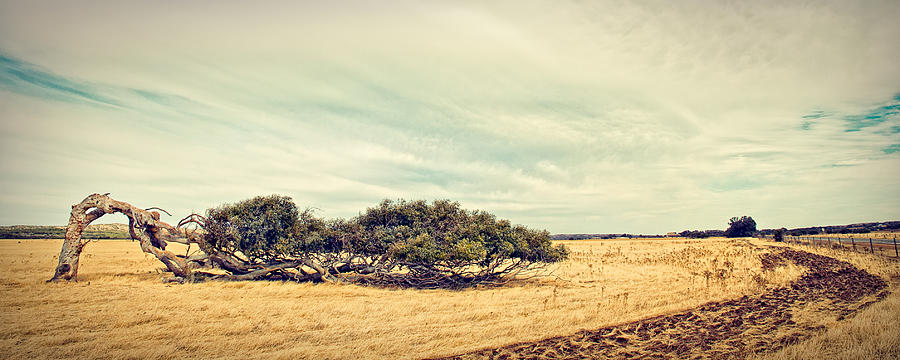 Greenough Leaning Tree Photograph By Jimmy Chong