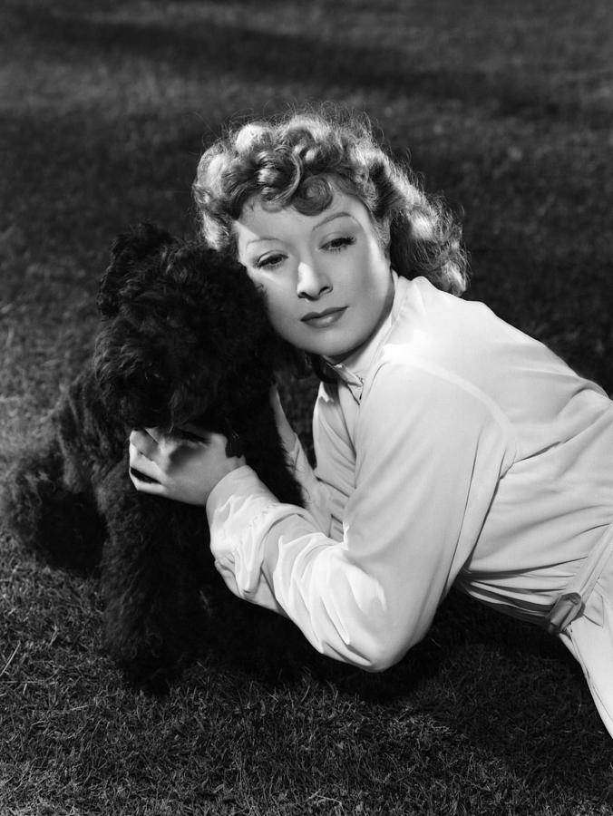 Dog Photograph - Greer Garson Posing With French Poodle by Everett