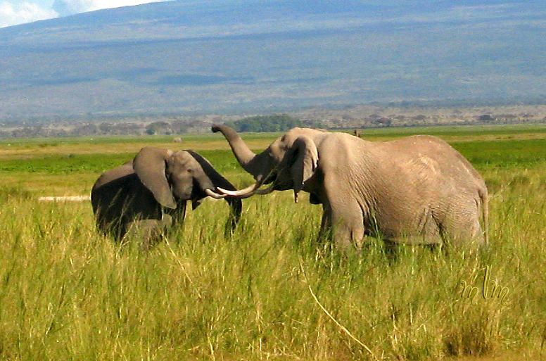 Greeting Elephants Photograph by Marie Morrisroe