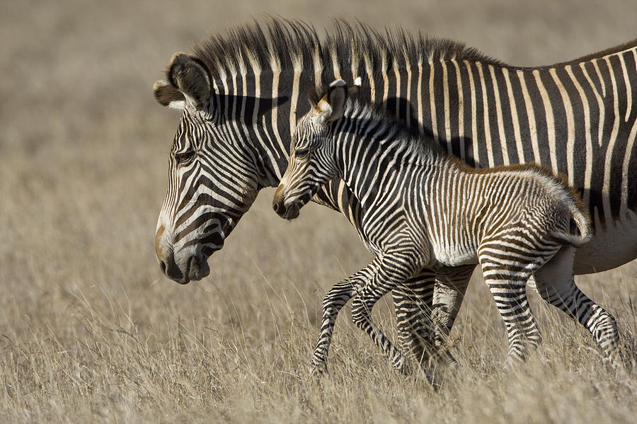 Grevys Zebra And Foal Lewa Wildlife Photograph by Suzi Eszterhas