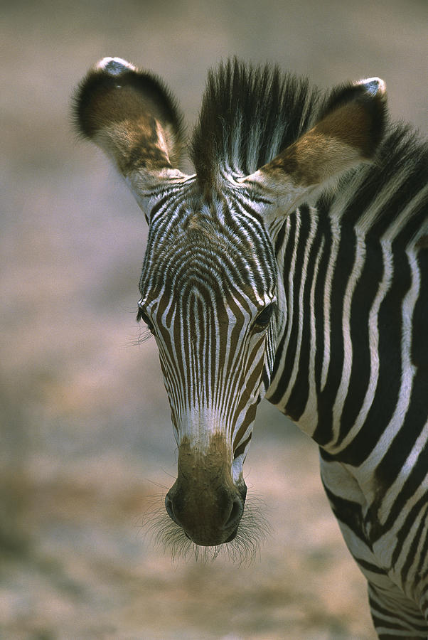 Grevys Zebra Equus Grevyi Foal, Kenya Photograph by Martin Withers