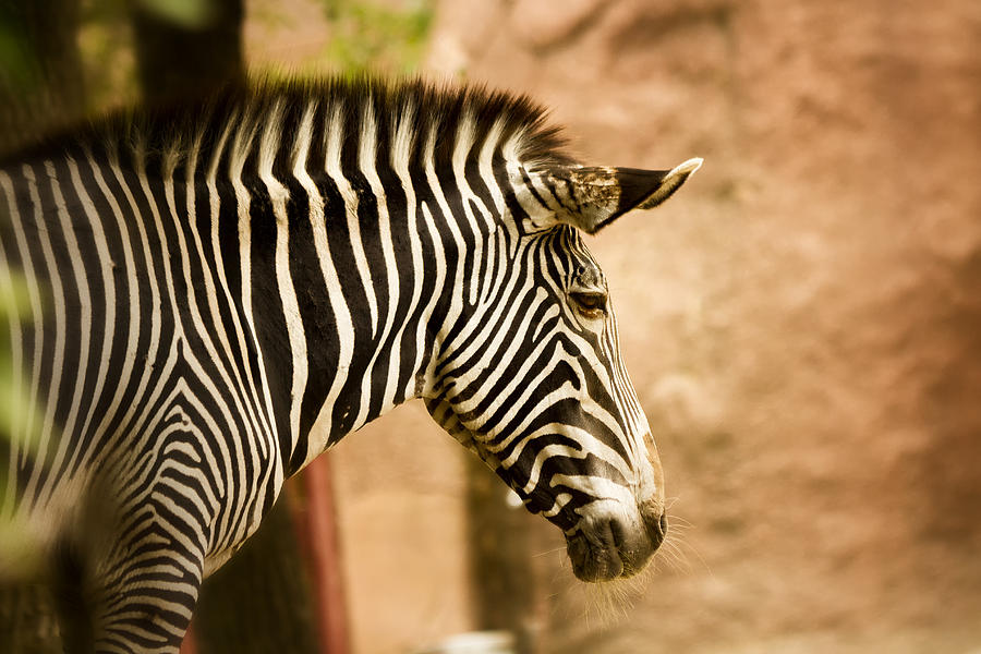 Grevys Zebra Photograph by Linda Tiepelman