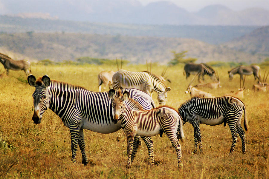 Grevys Zebras Photograph by Belinda Greb