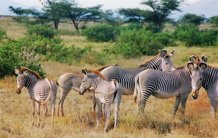 Grevys Zebras No. 2 Photograph by Belinda Greb