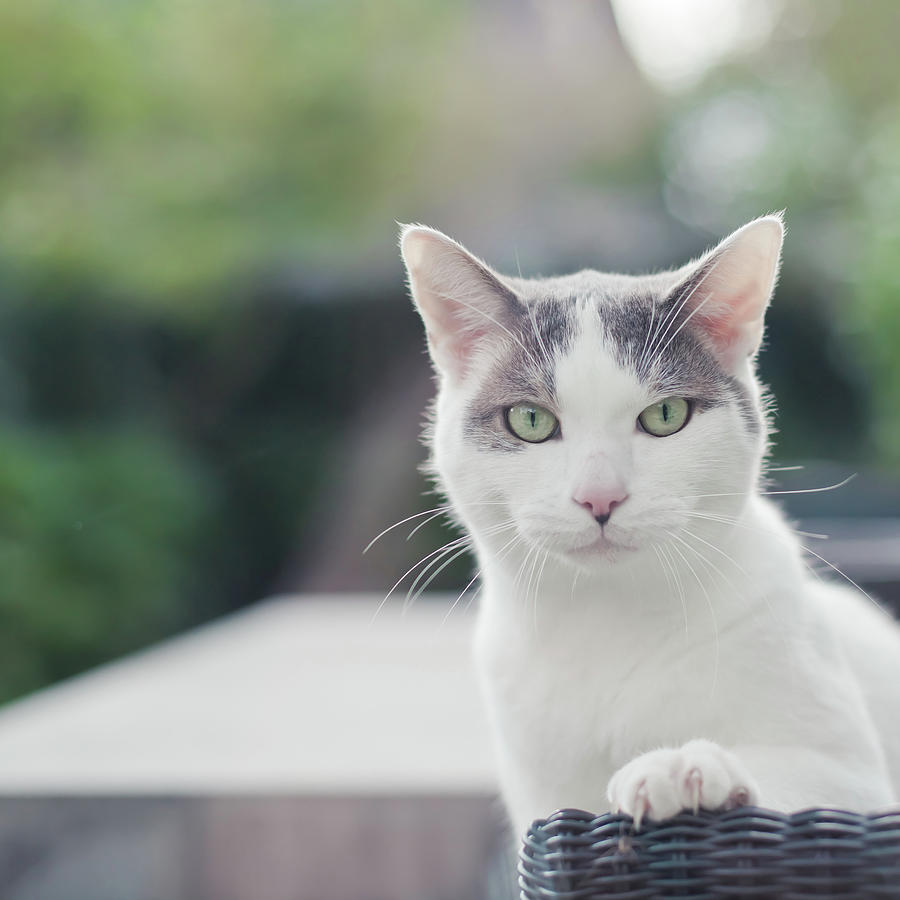 Grey And White Cat Photograph By Cindy Prins   Grey And White Cat Cindy Prins 