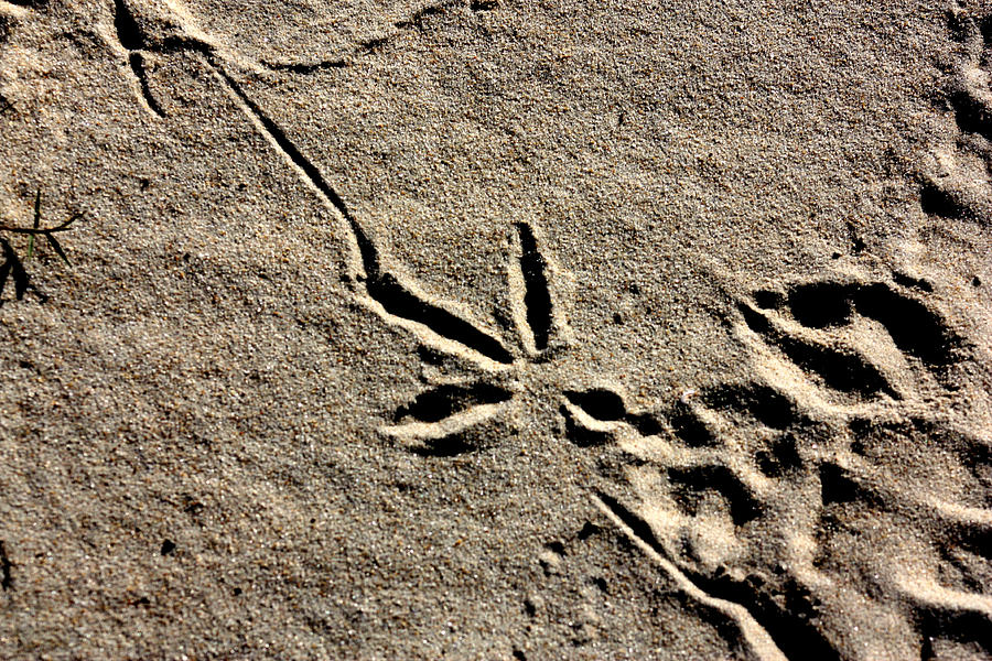 Grey Blue Heron Foot Print in the Sand  Photograph by Kim Galluzzo