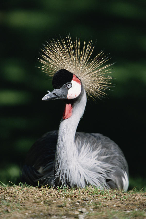 Grey Crowned Crane Balearica Regulorum Photograph by Konrad Wothe