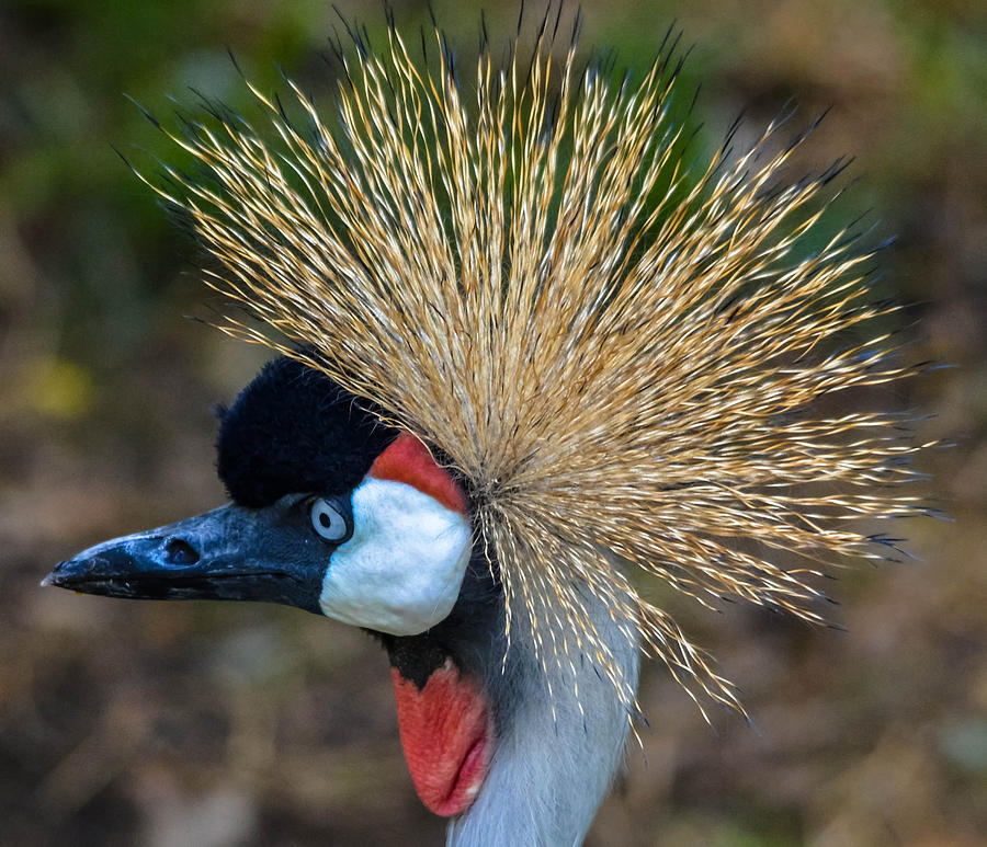 Grey Crowned Crane Photograph by Brian Stevens - Fine Art America