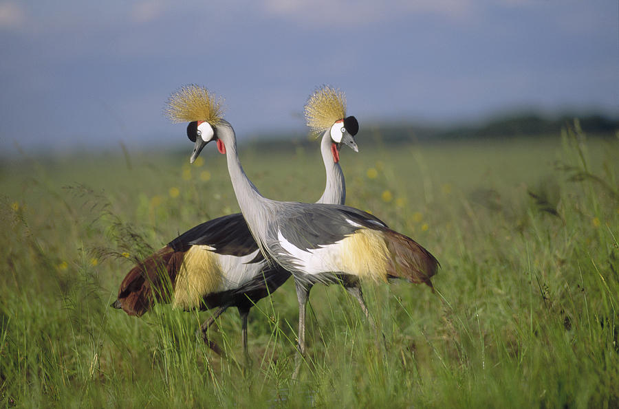 Grey Crowned Crane Couple Courting Photograph by Tim Fitzharris