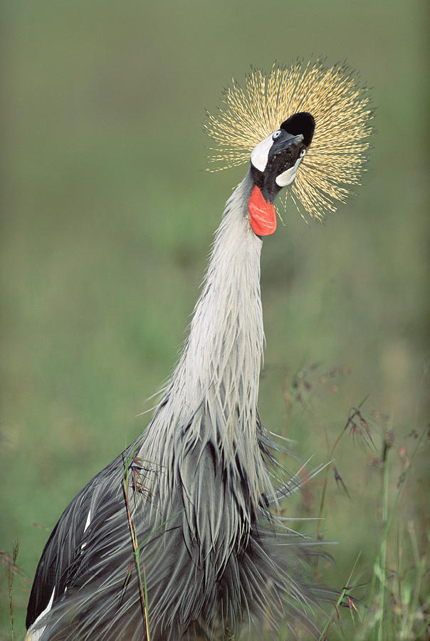 Grey Crowned Crane Kenya Photograph by Tim Fitzharris