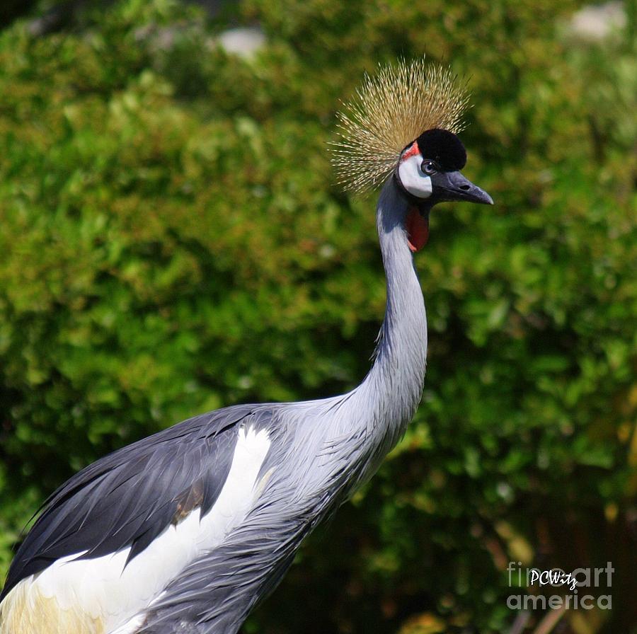 Grey Crowned Crane Photograph by Patrick Witz