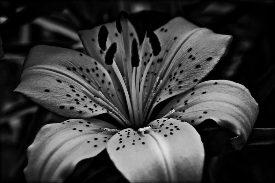 Grey Flower Print Stock Photos and Pictures - 206,277 Images