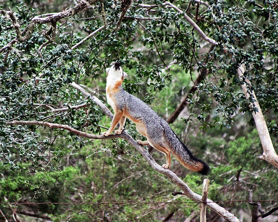 Grey Fox II Photograph by Monica Wheelus - Fine Art America