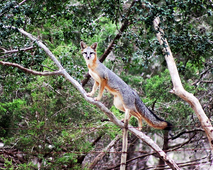 Wildlife Photograph - Grey Fox by Monica Wheelus
