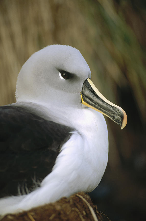 Grey-headed Albatross Thalassarche Photograph by Tui De Roy