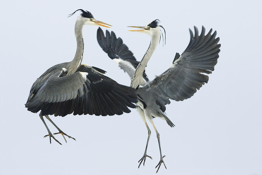 Grey Heron Ardea Cinerea Pair Fighting Photograph by Konrad Wothe