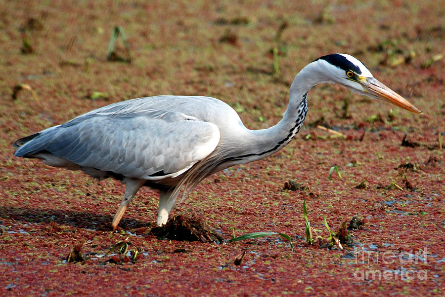 Grey Heron Hunting Photograph by Pravine Chester