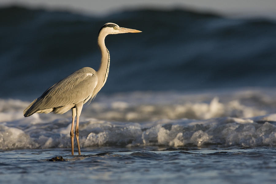 Grey Heron In Surf Zone Hawf Protected Photograph by Sebastian Kennerknecht