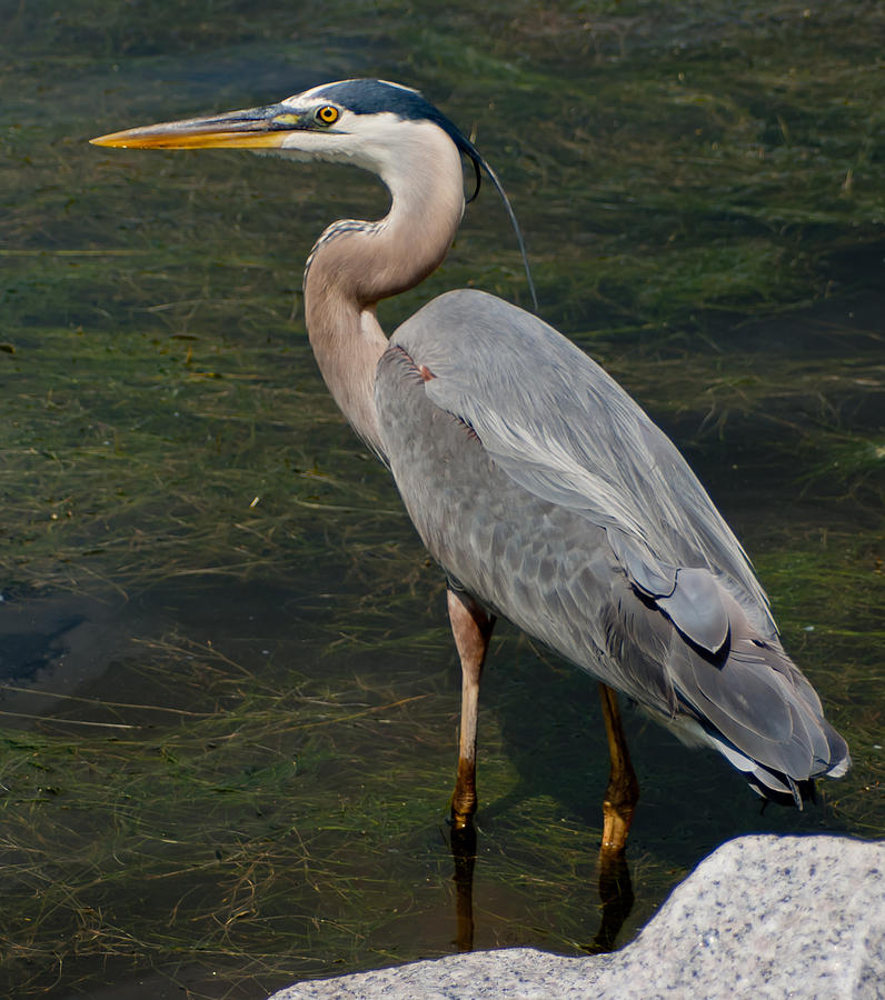 Grey Heron Photograph by Matthew Trudeau - Fine Art America