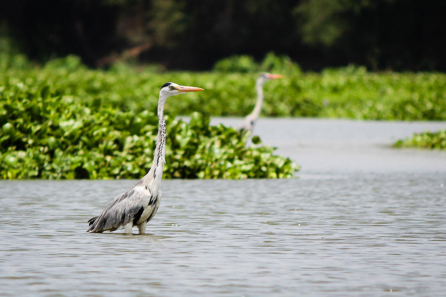 Grey Heron Photograph by SAURAVphoto Online Store