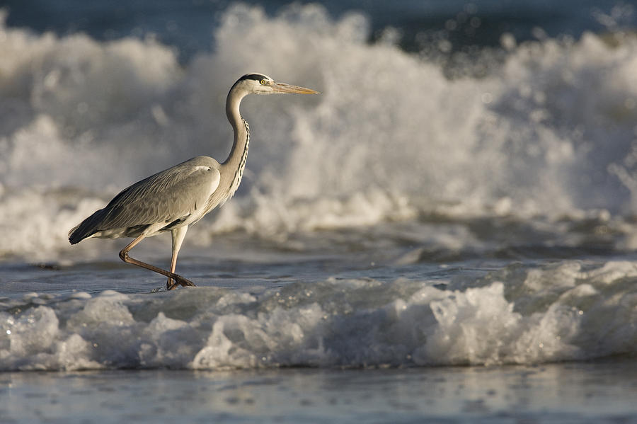 Animal Photograph - Grey Heron Wading In Surf Zone Hawf by Sebastian Kennerknecht