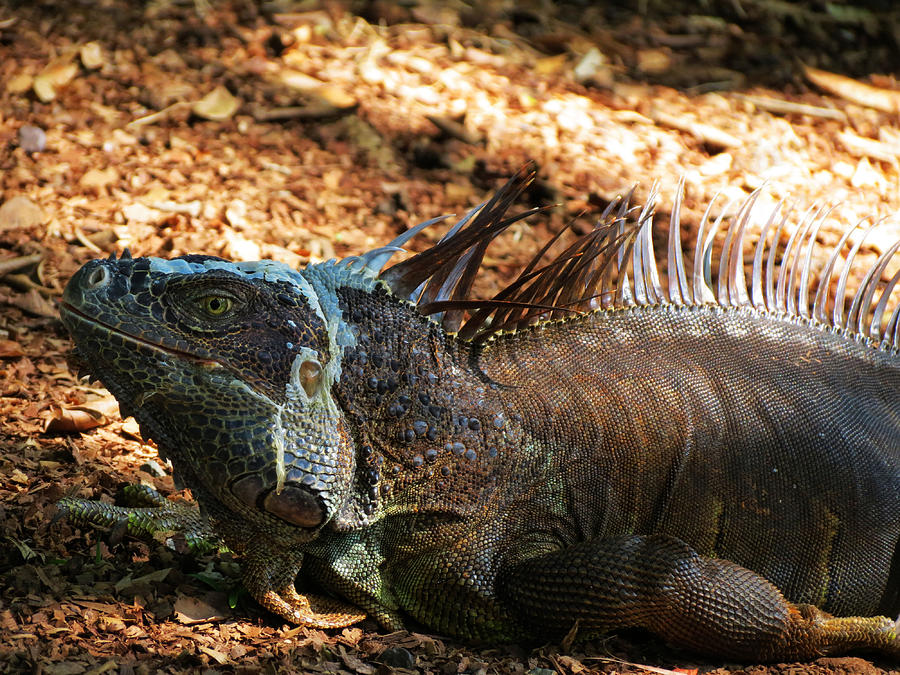 Grey Iguana Photograph by Vijay Sharon Govender