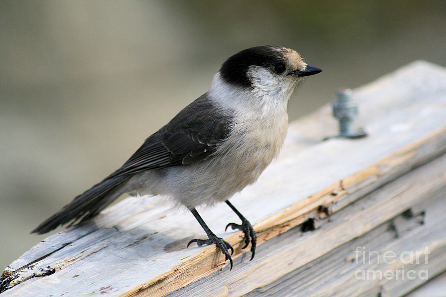 Grey Jay 3 Photograph By Ruth Hallam Fine Art America