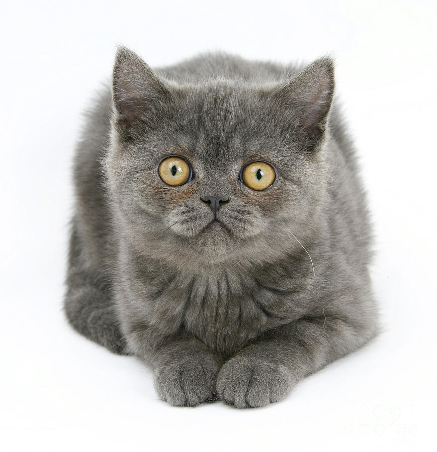 Animal Photograph - Grey Kitten by Mark Taylor