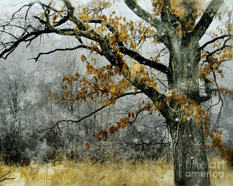 Grey November  Photograph by Gina Signore