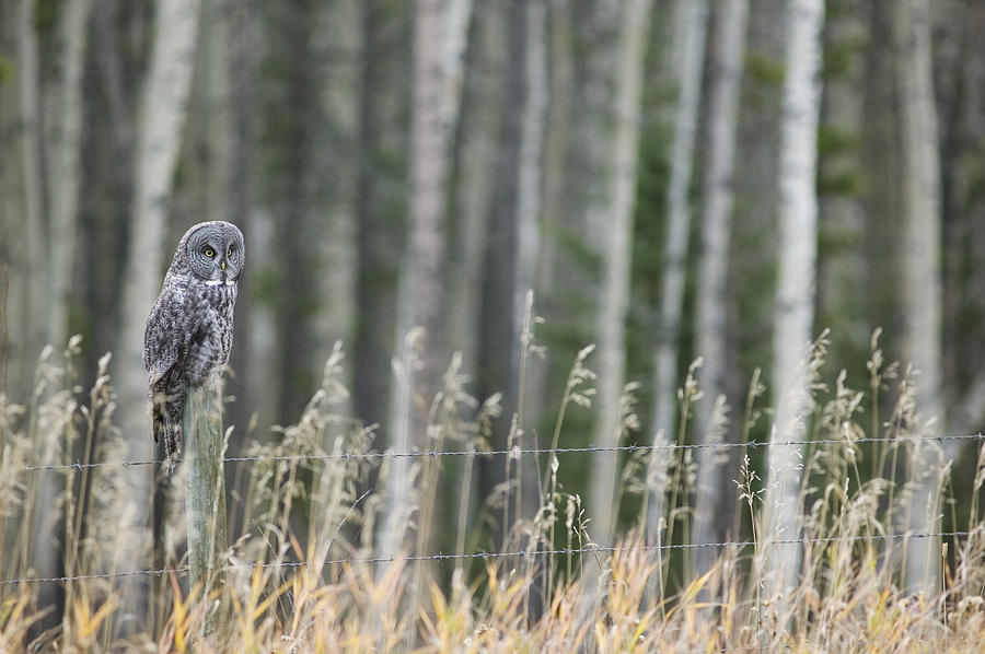 Grey Owl Photograph by Darwin Wiggett