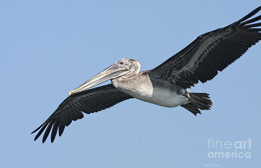 Pelican Photograph - Grey Pelican by Deborah Benoit