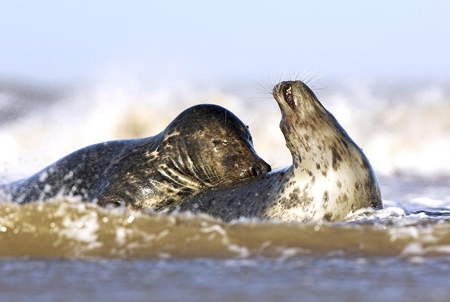 Winter Photograph - Grey Seals by Duncan Shaw