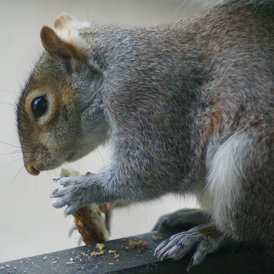 Grey Squirrel Dining Out Photograph by Ben Upham III