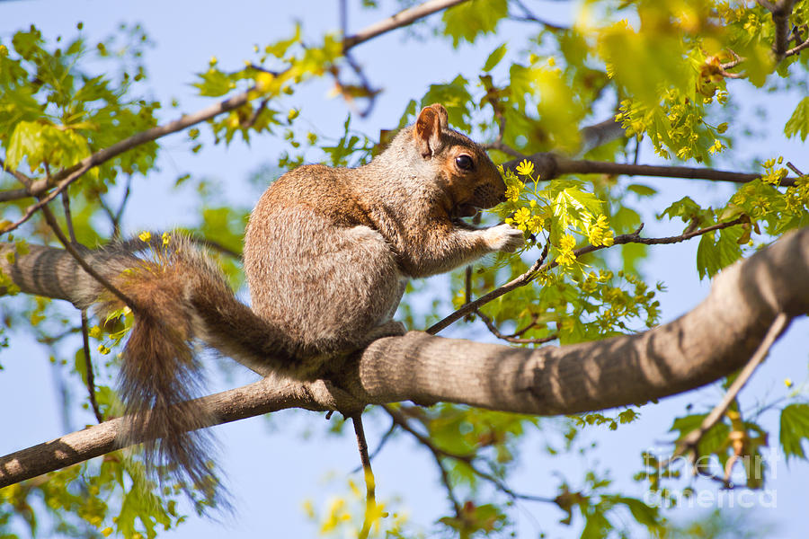 Grey Squirrel Feedingtime Photograph by Christine Amstutz