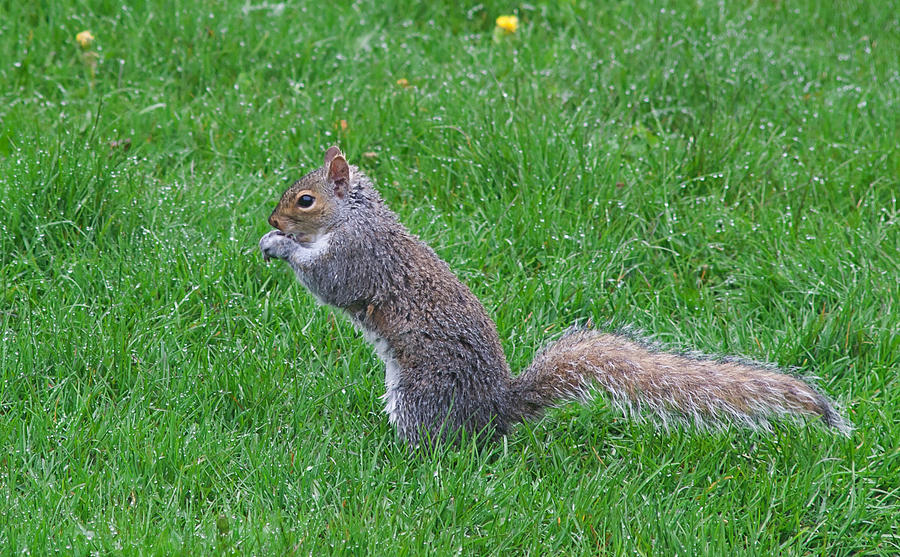 Grey Squirrel in the Rain Photograph by Jeff Galbraith - Fine Art America