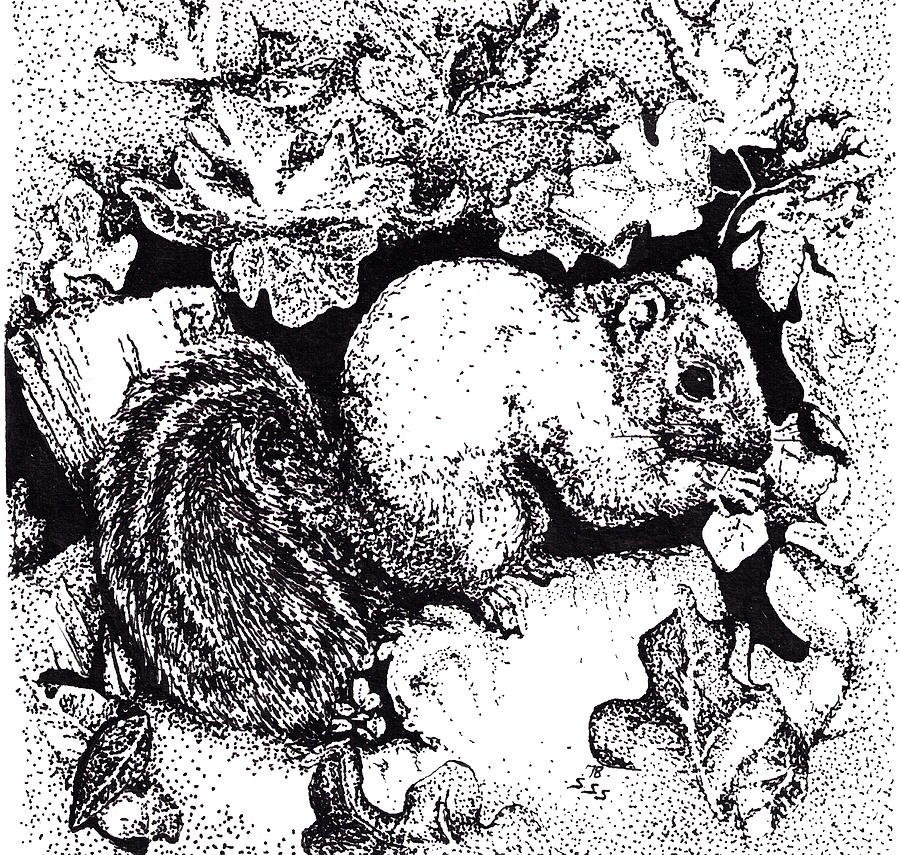 Grey Squirrel Drawing by Suzanne McKee